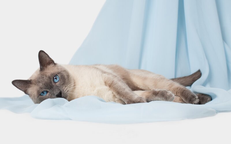 Siamese Cat Lying Down — Blue, Calm