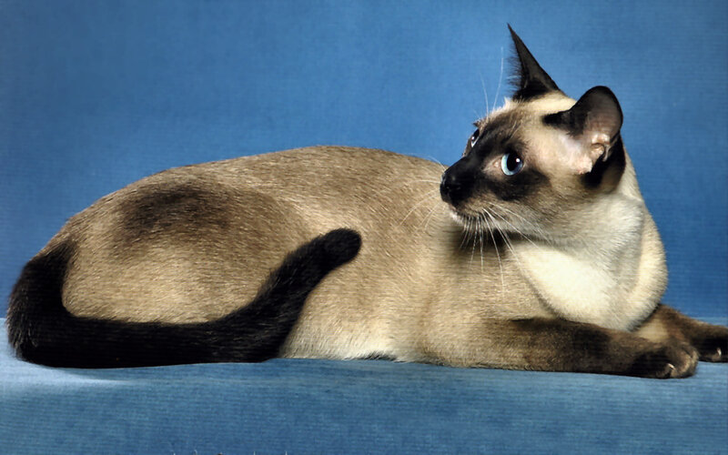 Siamese Cat Lying Down — Blue