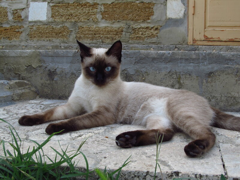 Siamese Cat Lying Down — Brown, Calm, Afternoon