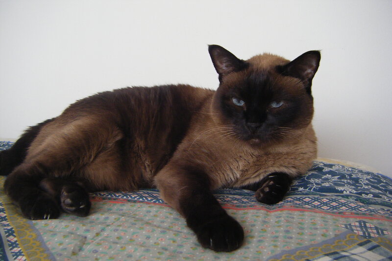 Siamese Cat Lying Down — Brown, Calm, Photograph, Bed