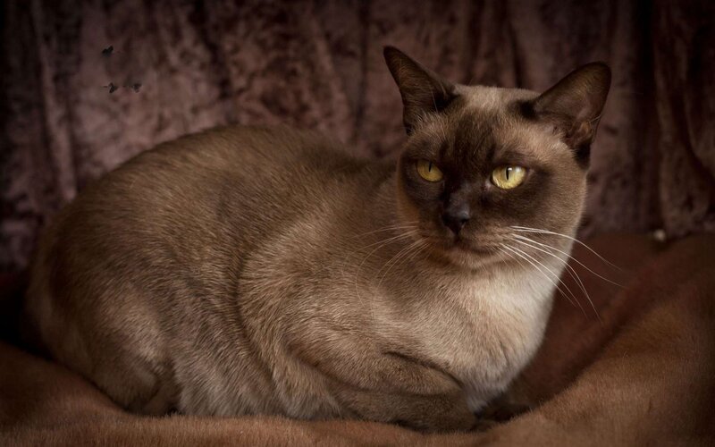 Siamese Cat Lying Down — Brown, Calm, Photograph, Curled Body