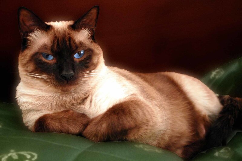 Siamese Cat Lying Down — Brown, Calm, Photograph, Green Surface