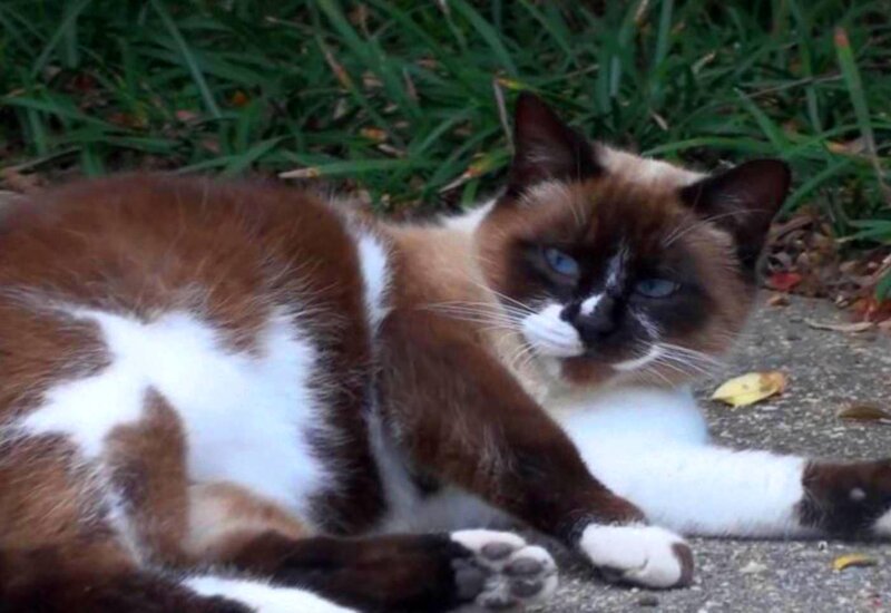 Siamese Cat Lying Down — Brown, Calm, Photograph