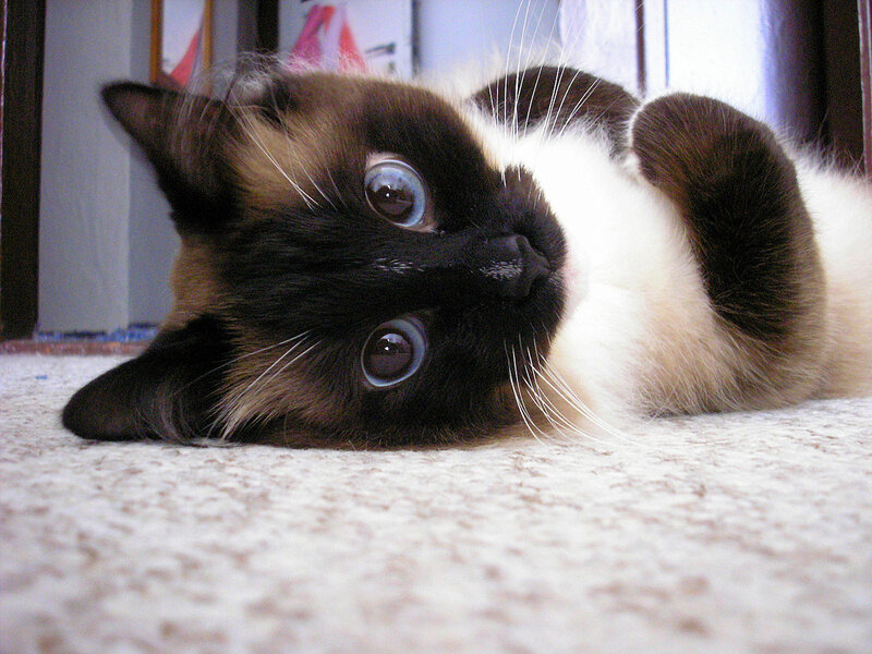 Siamese Cat Lying Down — Brown, Calm