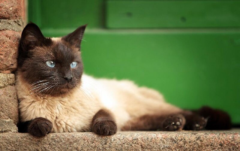 Siamese Cat Lying Down — Brown