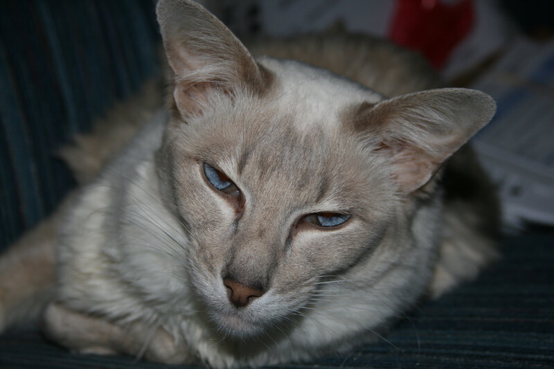 Siamese Cat Lying Down — Gray, Calm, Night