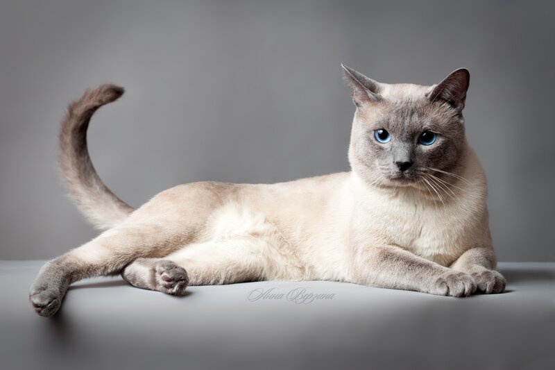 Siamese Cat Lying Down — Gray, Calm, Photograph