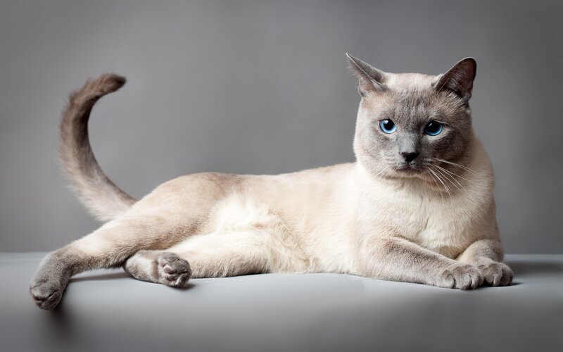 Siamese Cat Lying Down — Gray, Calm