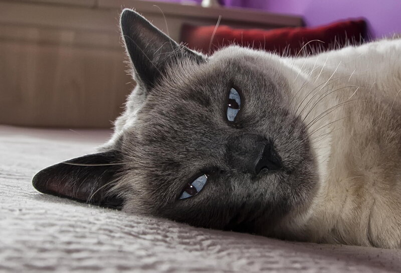 Siamese Cat Lying Down — Gray