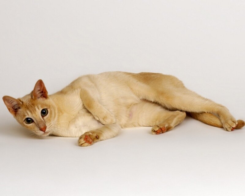 siamese cat lying down