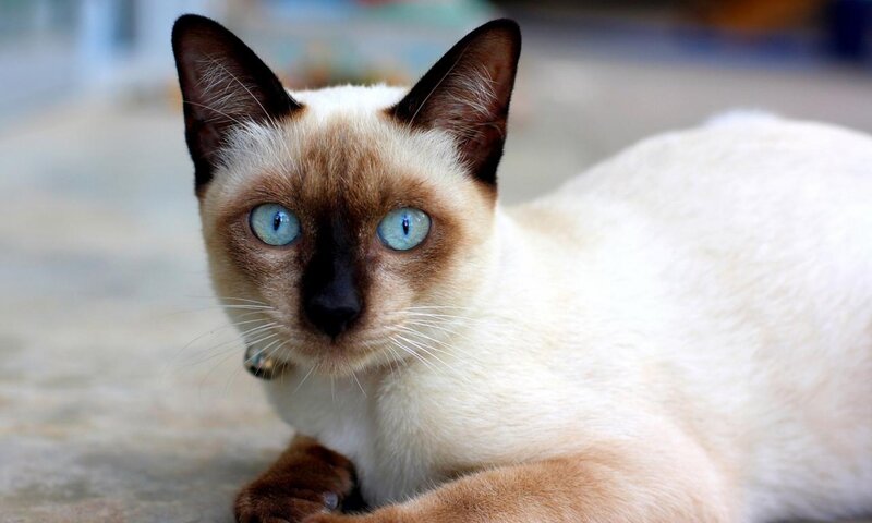 Siamese Cat Lying Down — White, Calm, Photograph, Bell Collar