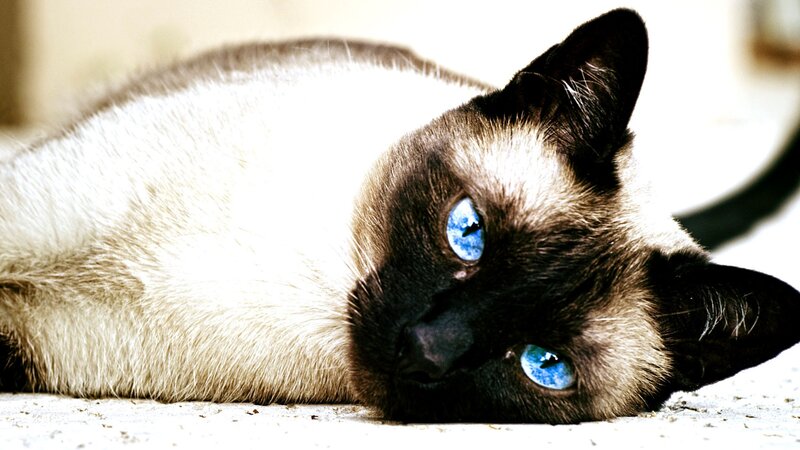 Siamese Cat Lying Down — White, Calm, Photograph, Eyes