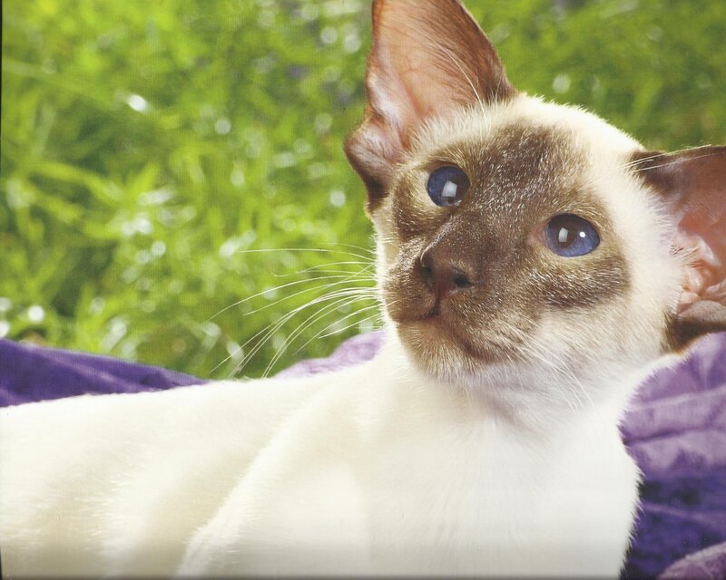 Siamese Cat Lying Down — White, Calm, Photograph, Purple Fabric