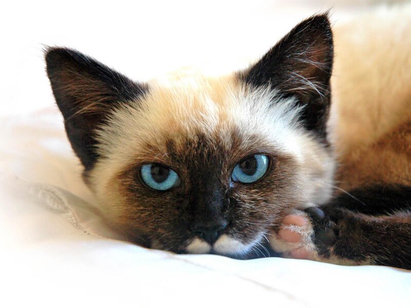Siamese Cat Lying Down — White, Calm, Photograph