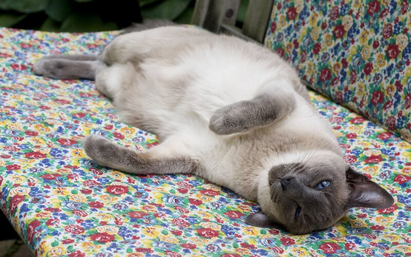 Siamese Cat Lying Down — White, Relaxed, Afternoon