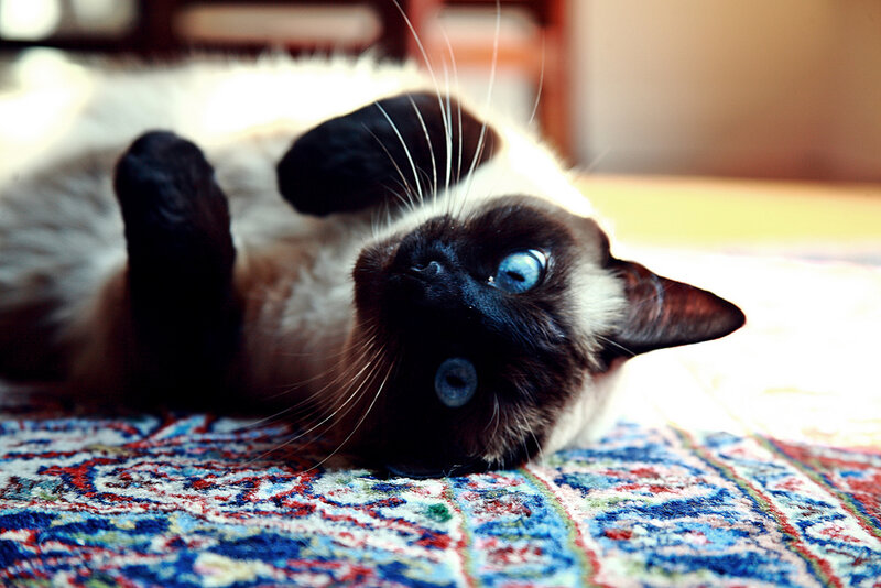 Siamese Cat Lying Down — White, Relaxed