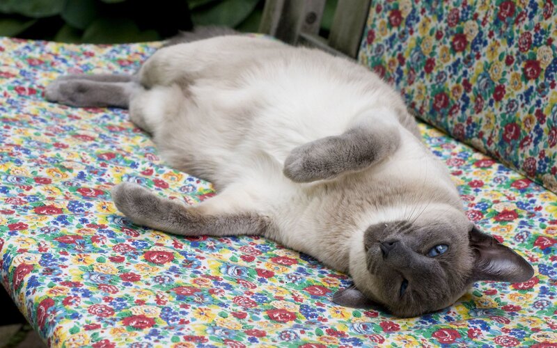 Siamese Cat Lying Down — White