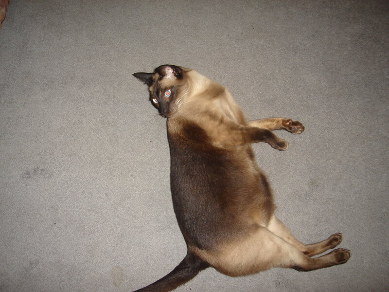 Siamese Cat Lying on Back