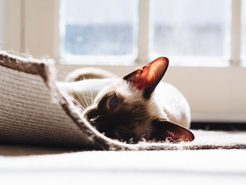 Siamese Cat Lying