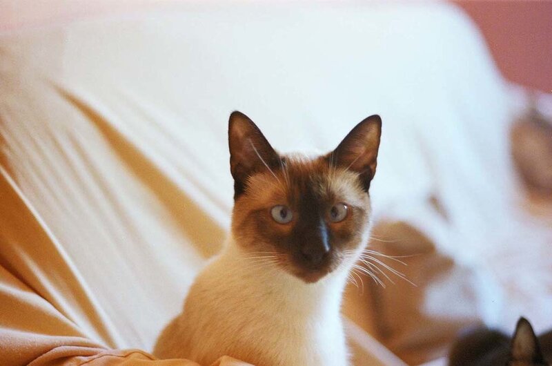 Siamese cat on a bed
