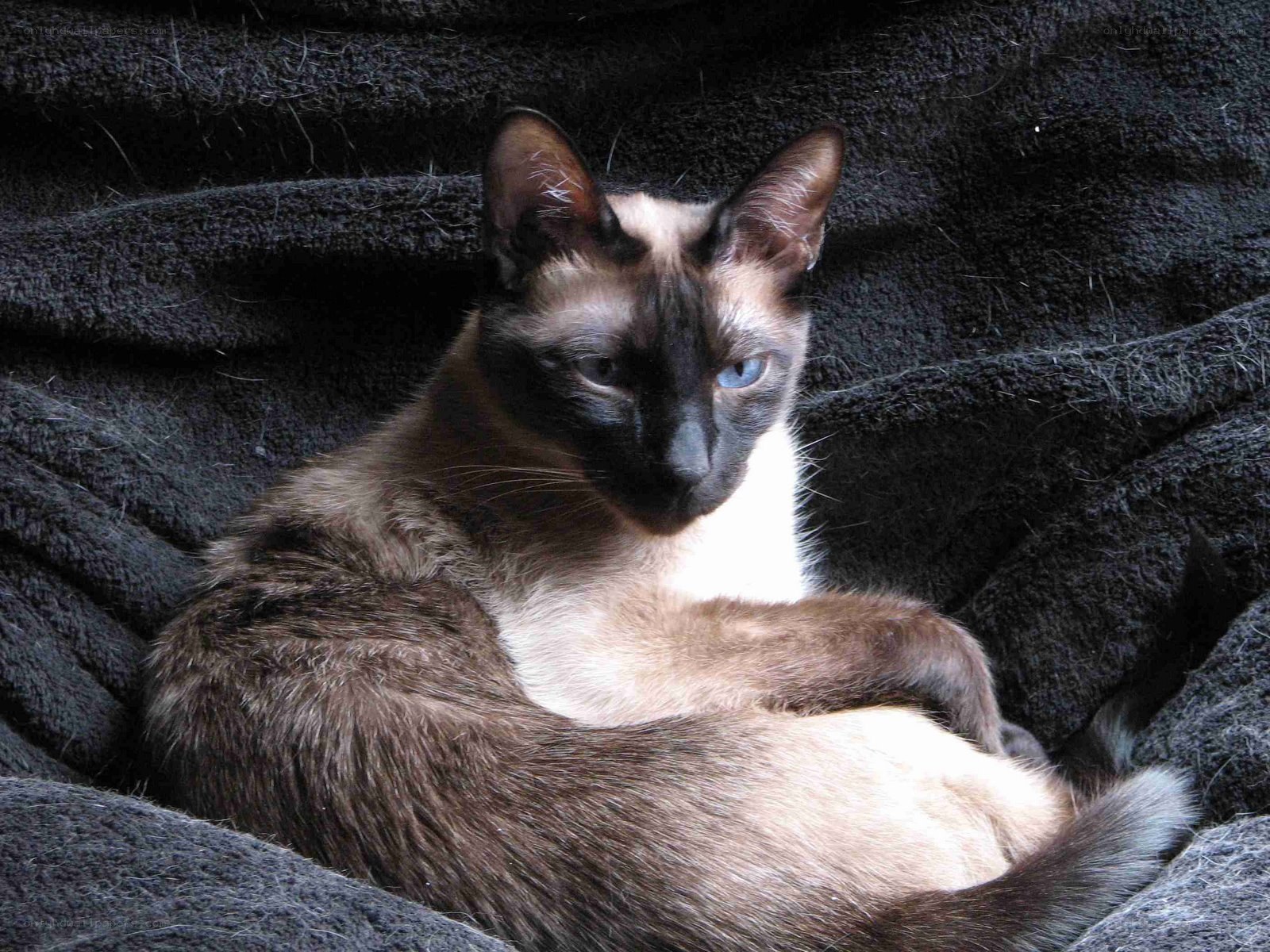 Siamese cat on a blanket