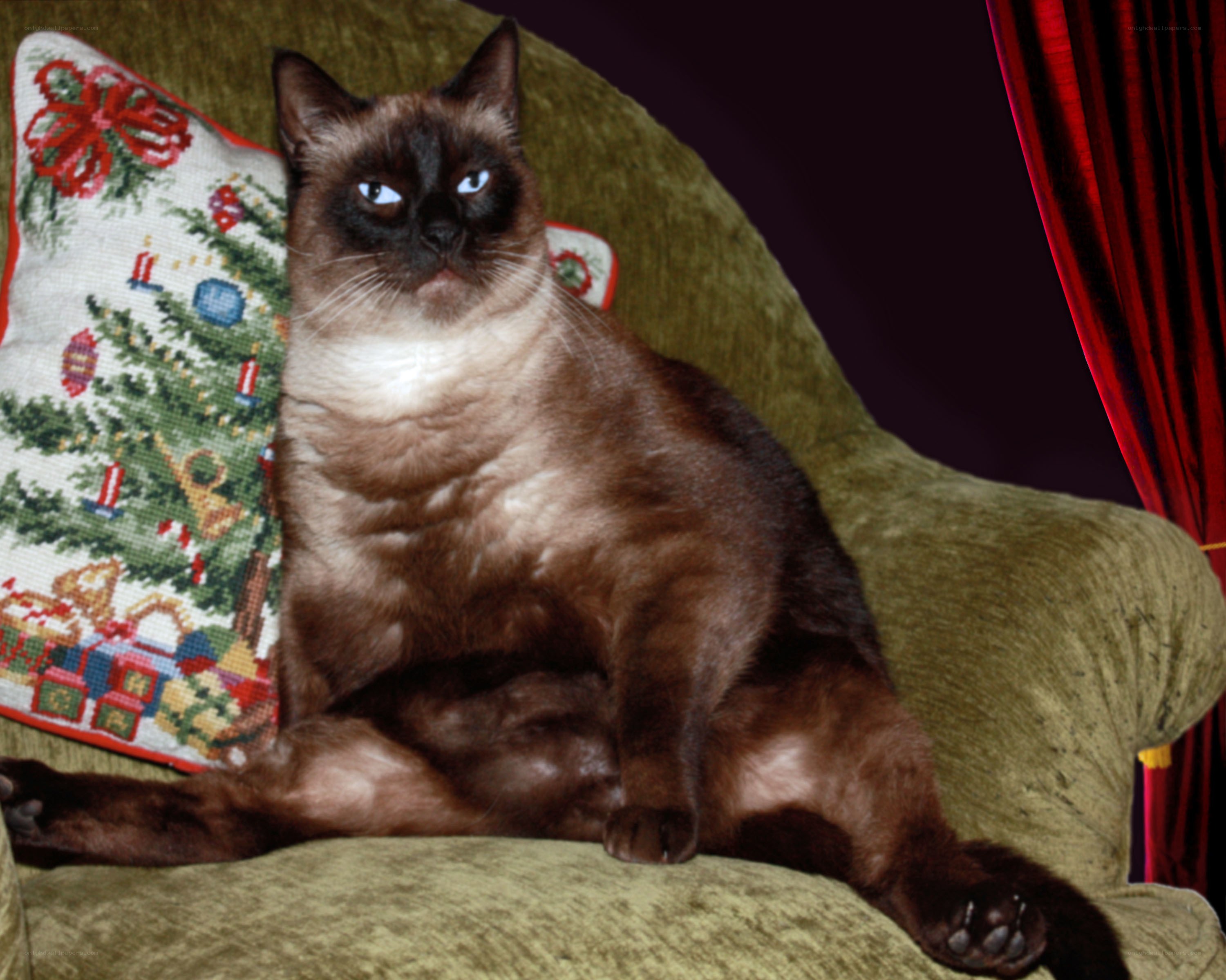 Siamese cat on a chair