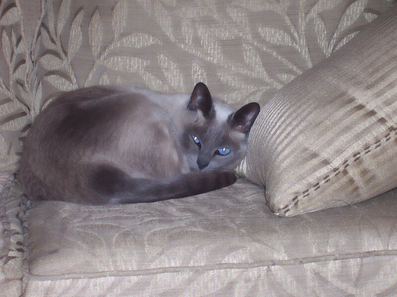 Siamese cat on a couch