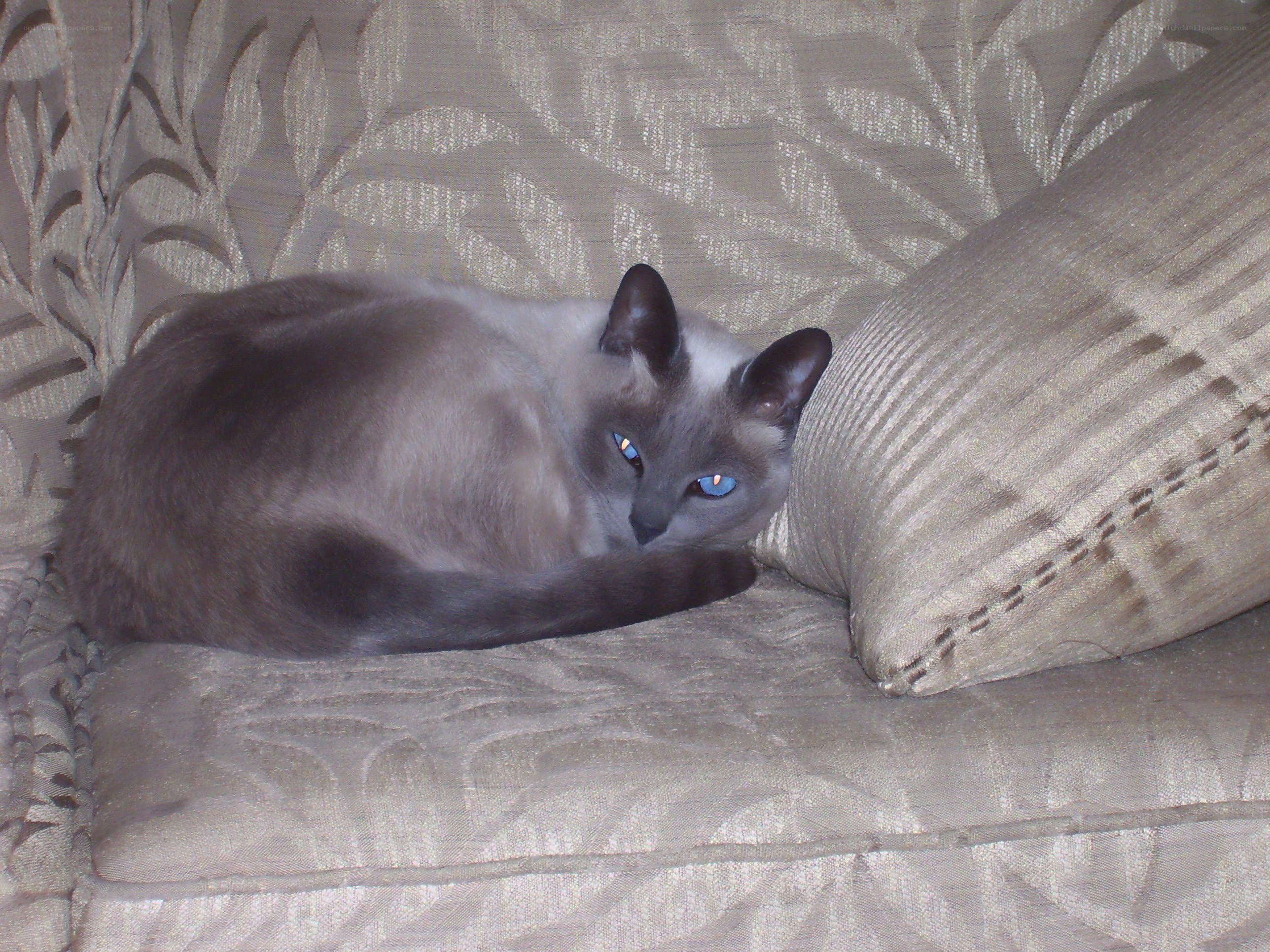 Siamese cat on a couch