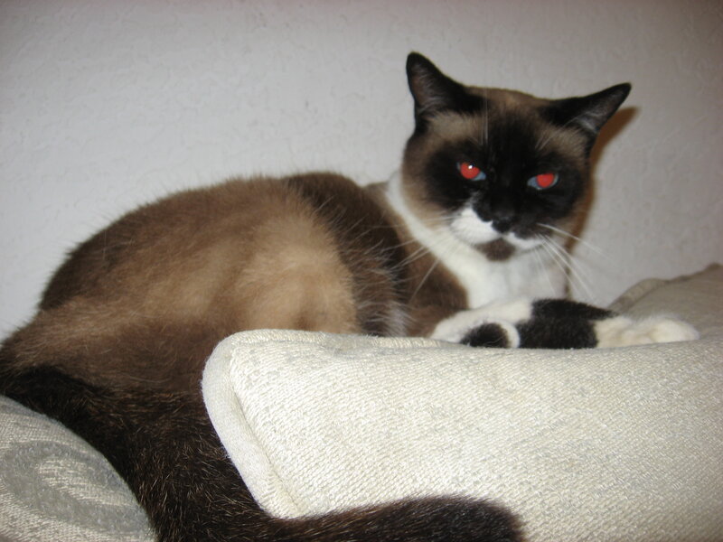 Siamese cat on a cushion