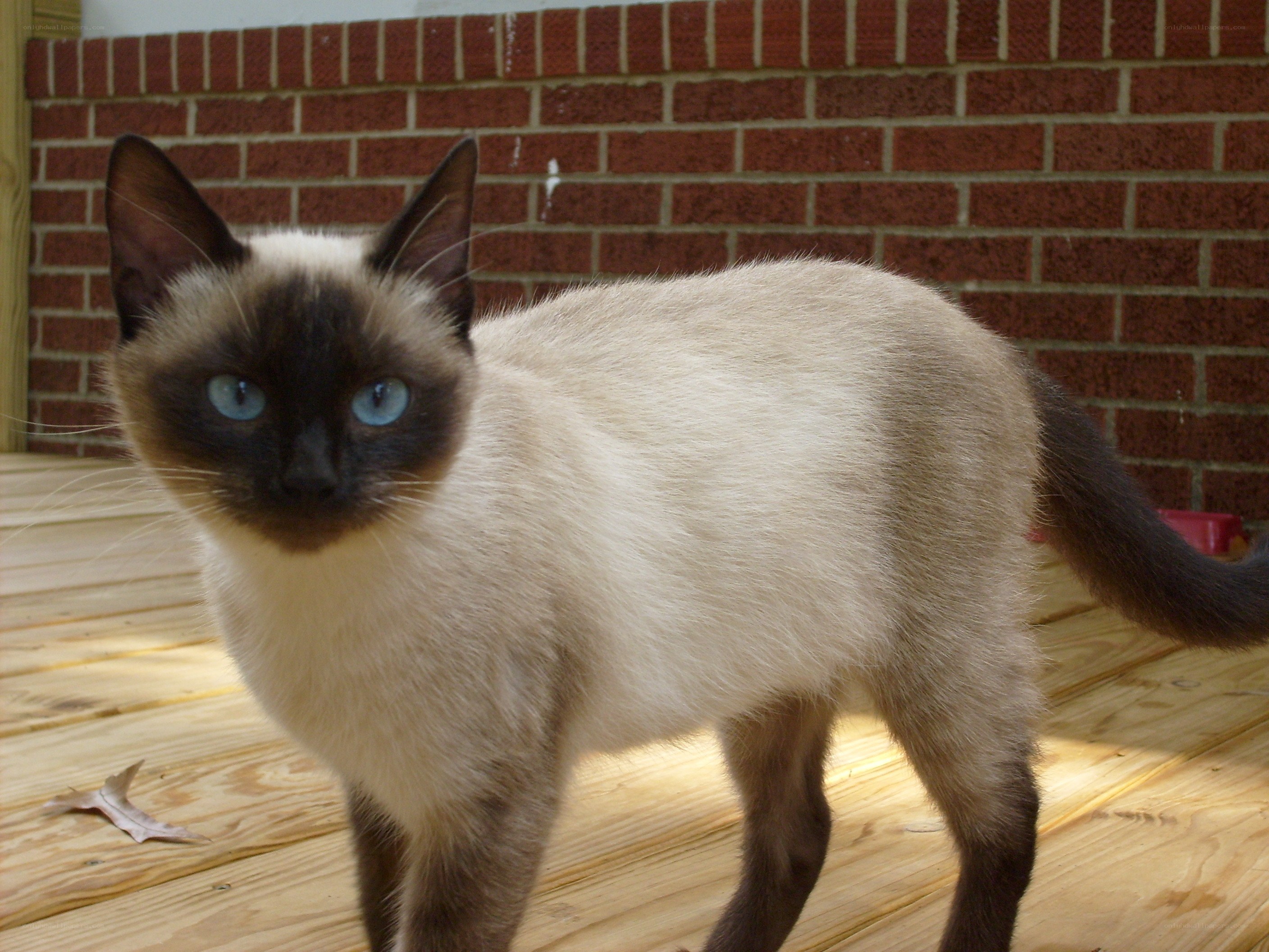 Siamese cat on a deck