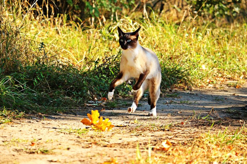 Siamese cat on a dirt path