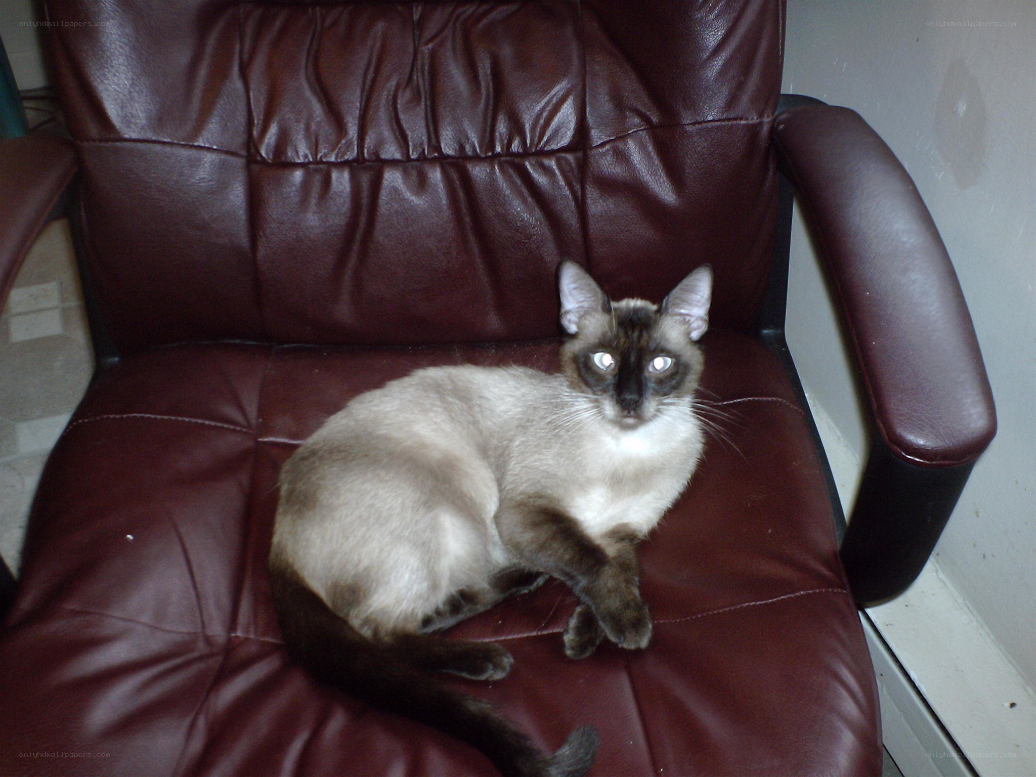 Siamese cat on a leather chair
