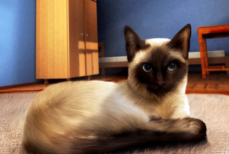 Siamese cat on a rug