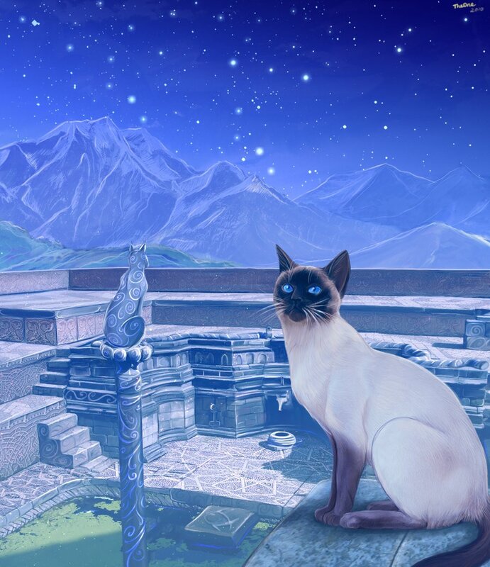 Siamese cat on a stone terrace