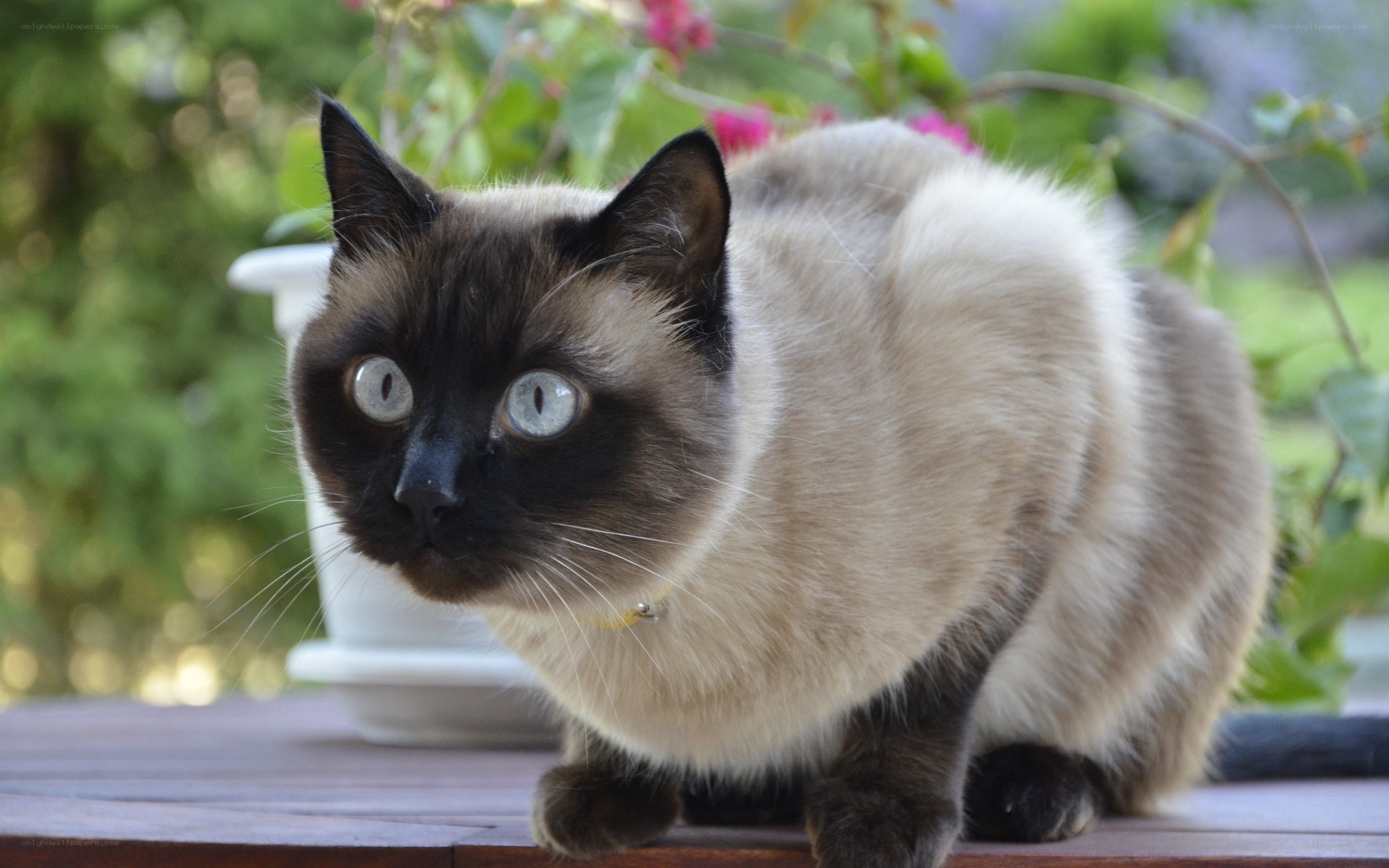 Siamese cat on a wooden table
