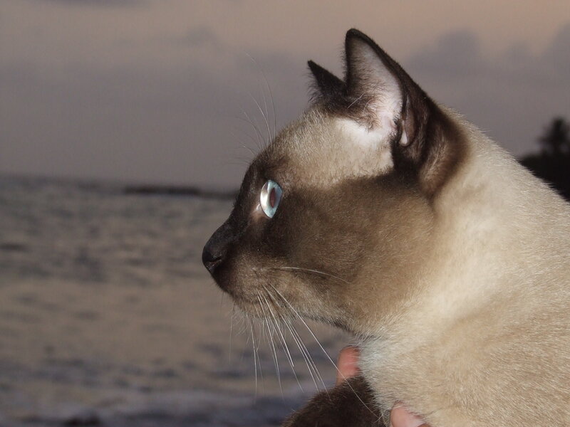 Siamese Cat on Beach — Beige