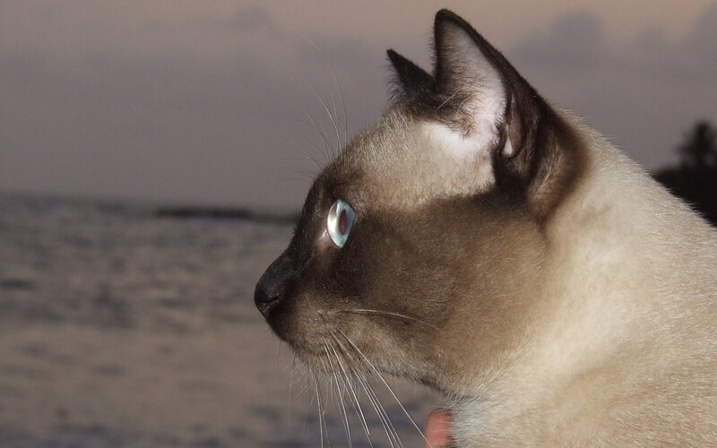 Siamese cat on beach