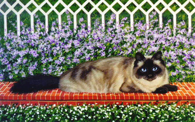 Siamese Cat on Bench