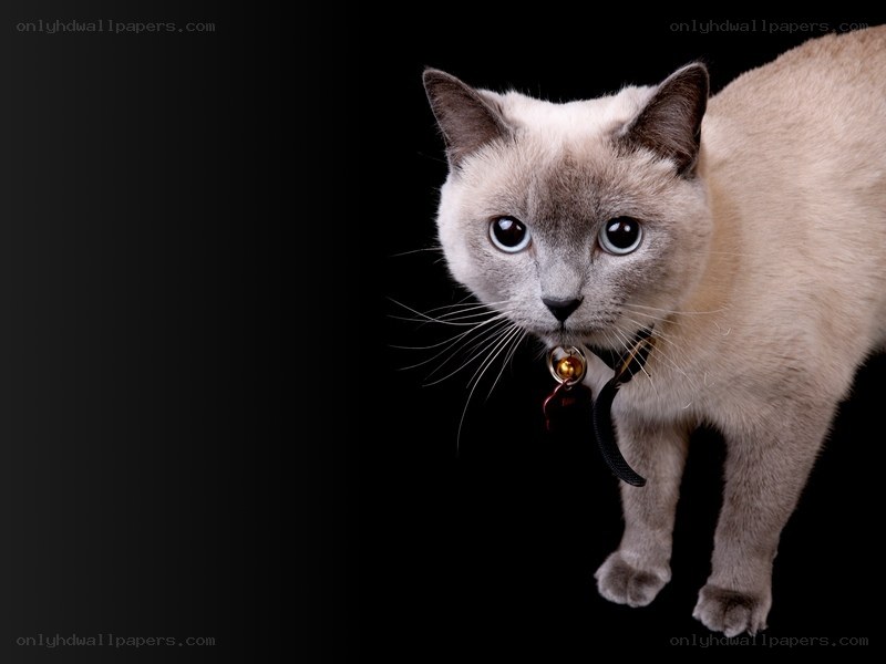 Siamese cat on black background