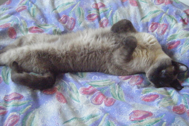 Siamese Cat on Blanket — Purple
