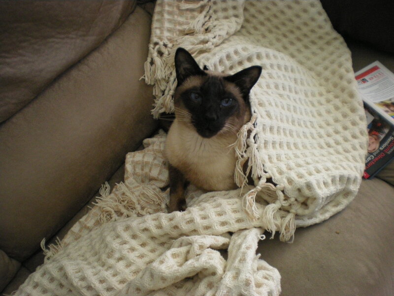Siamese Cat on Blanket