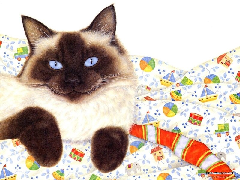 Siamese Cat on Blanket — White