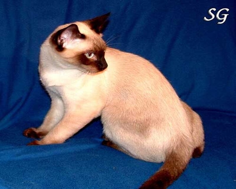 Siamese cat on blue fabric