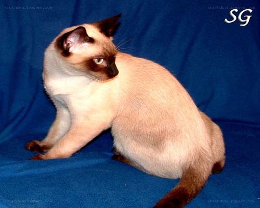 Siamese cat on blue fabric