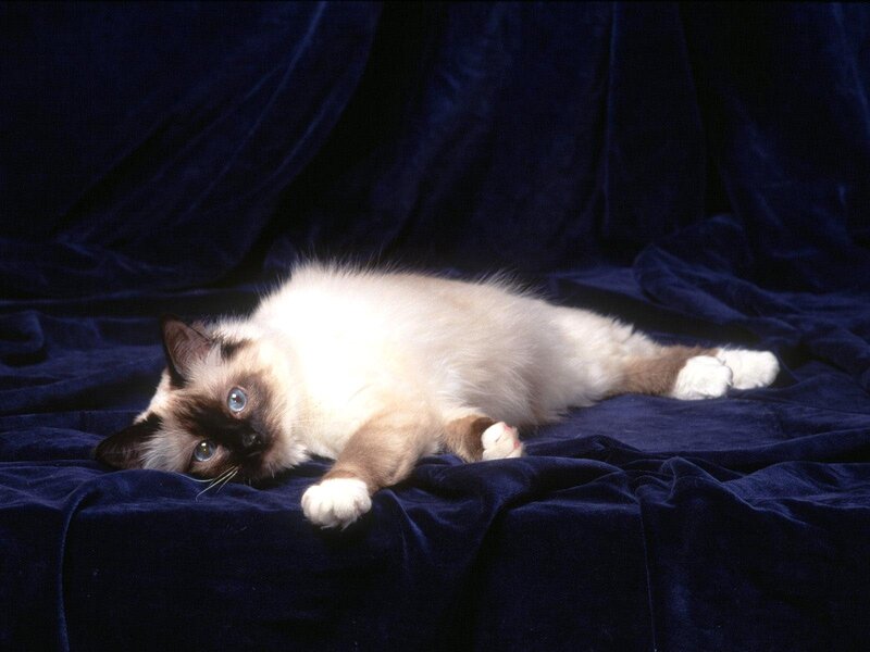 Siamese cat on blue velvet