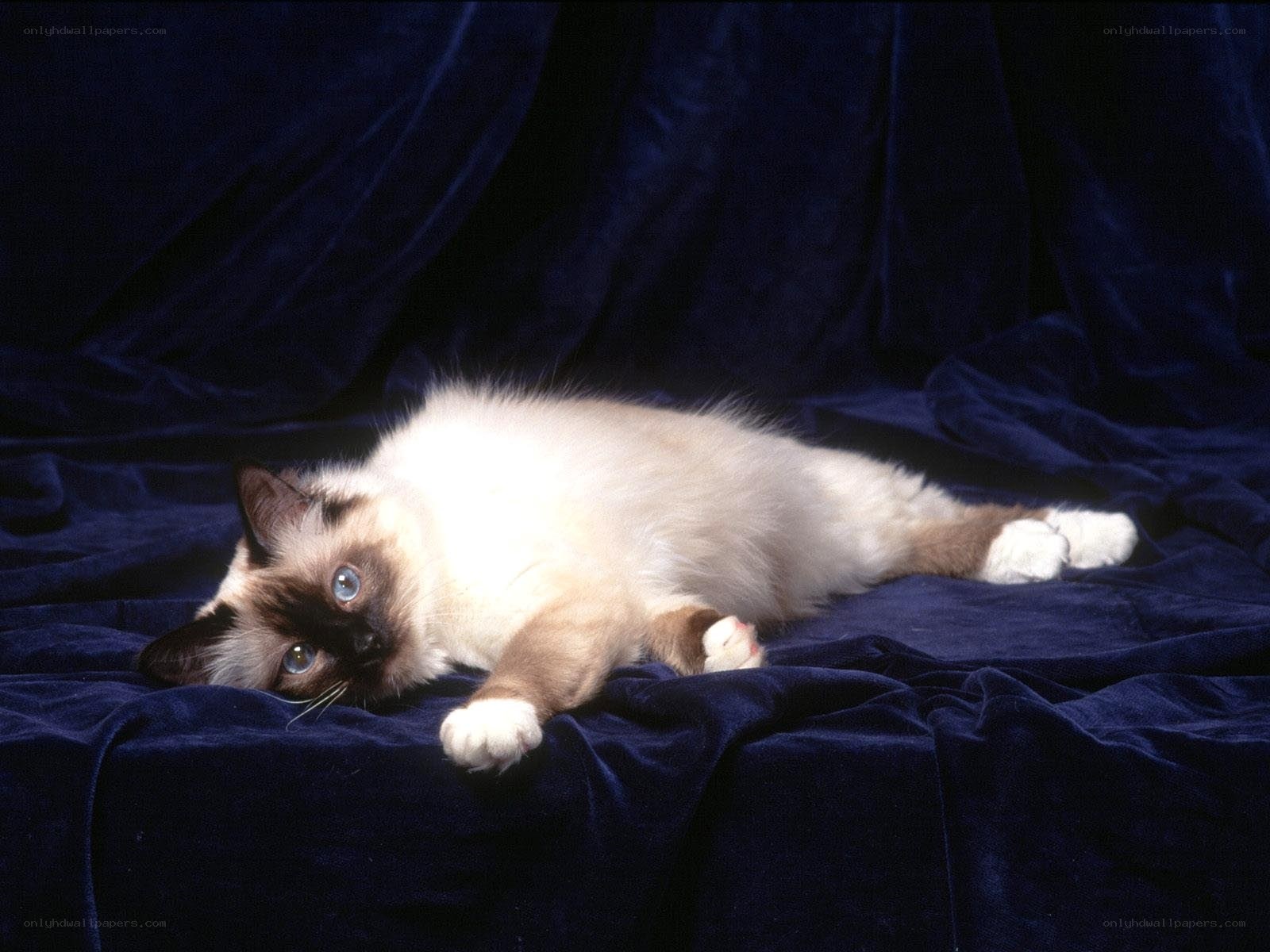 Siamese cat on blue velvet