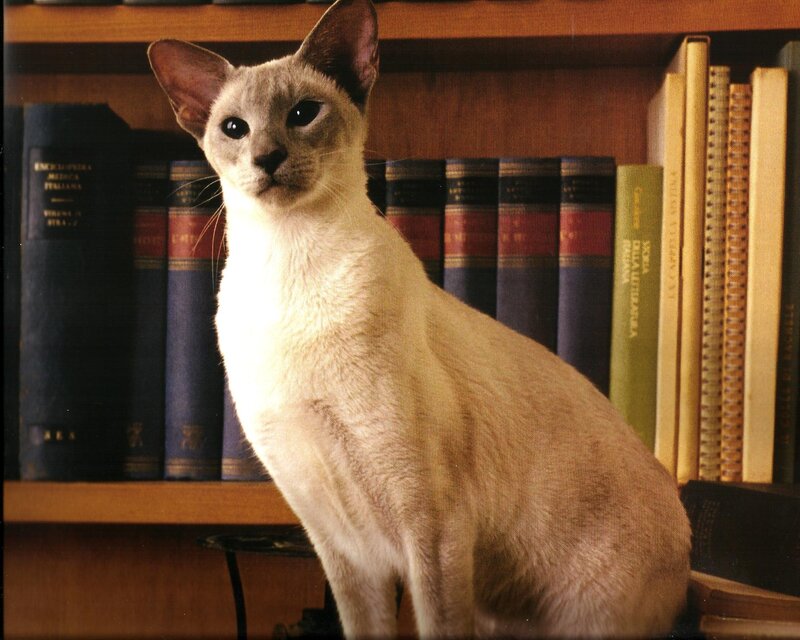 Siamese Cat on Bookshelf