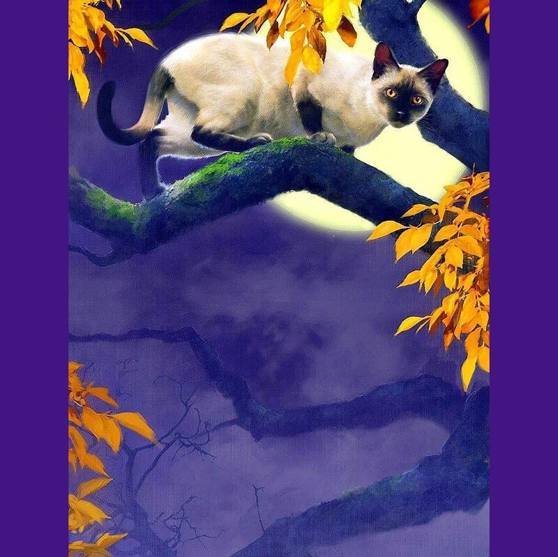 Siamese Cat on Branch