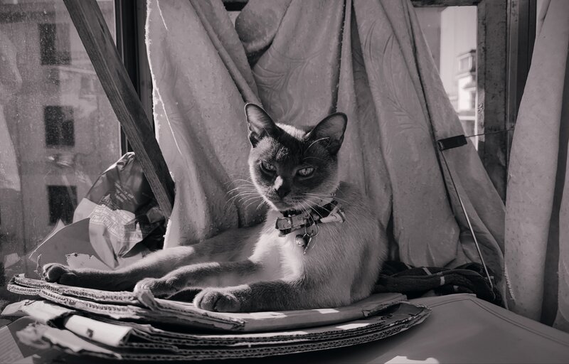 Siamese Cat on Cardboard
