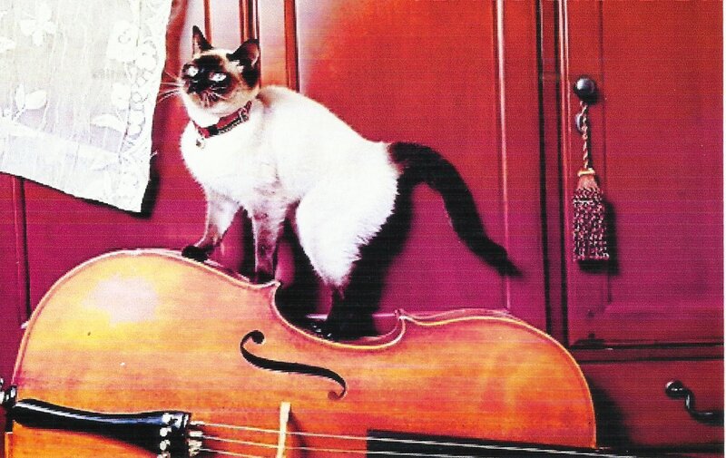 Siamese Cat on Cello